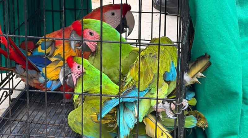 Asegura Profepa 17 ejemplares de vida silvestre en balneario de Oaxaca