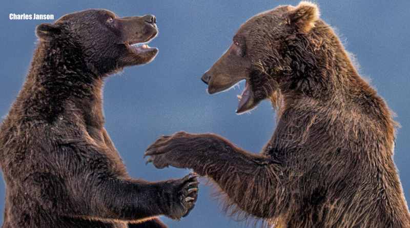 Anuncian finalistas de los Nikon Comedy Wildlife Awards 2026