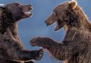 Anuncian finalistas de los Nikon Comedy Wildlife Awards 2026 