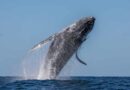 Conmemora IWC 80 años de ciencia y aprueba resoluciones clave sobre conservación marina