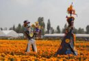 Floresce la producción de cempasúchil en el suelo de conservación de la Ciudad de México