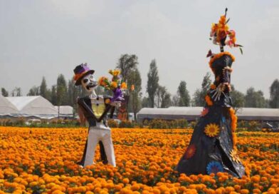 Floresce la producción de cempasúchil en el suelo de conservación de la Ciudad de México Floresce la producción de cempasúchil en el suelo de conservación de la Ciudad de México