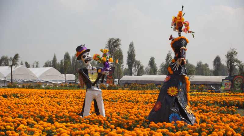 Floresce la producción de cempasúchil en el suelo de conservación de la Ciudad de México Floresce la producción de cempasúchil en el suelo de conservación de la Ciudad de México