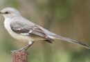 Impulsa la SEDEMA la conservación de aves en la CDMX
