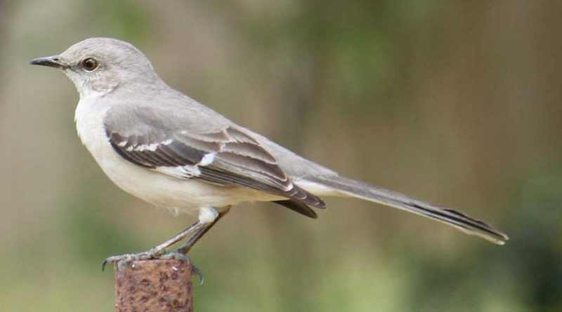 Impulsa la SEDEMA la conservación de aves en la CDMX
