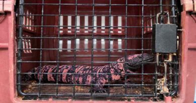 Dictan vinculación a proceso contra imputado por tráfico ilegal de fauna silvestre en Querétaro Dictan vinculación a proceso contra imputado por tráfico ilegal de fauna silvestre en Querétaro