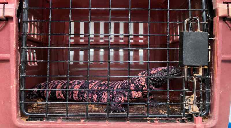  tráfico ilegal de fauna silvestre