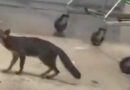 Autoridades sanitarias buscan personas que hayan tenido contacto con la zorra gris en Cancún 