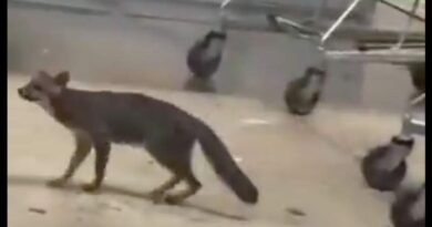 Autoridades sanitarias buscan personas que hayan tenido contacto con la zorra gris en Cancún Autoridades sanitarias buscan personas que hayan tenido contacto con la zorra gris en Cancún