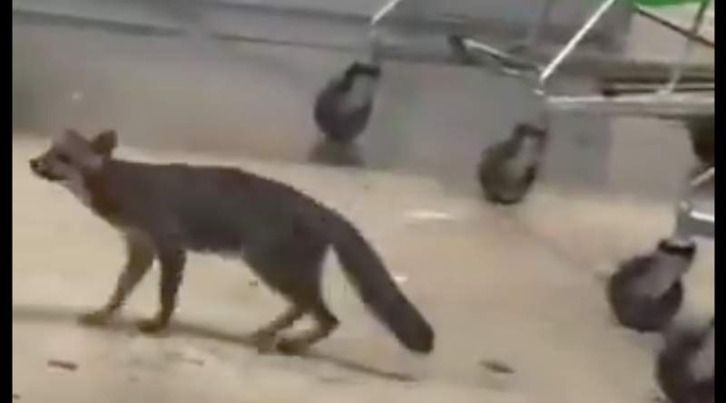 Autoridades sanitarias buscan personas que hayan tenido contacto con la zorra gris en Cancún Autoridades sanitarias buscan personas que hayan tenido contacto con la zorra gris en Cancún